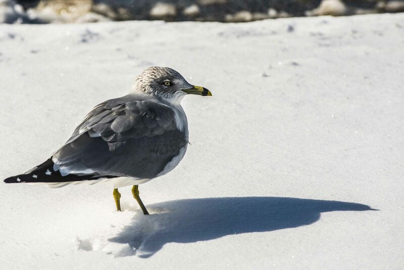 Ring-billed Gull