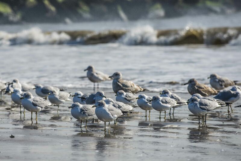 Ring-billed Gull