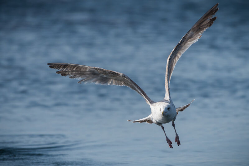 European Herring Gull