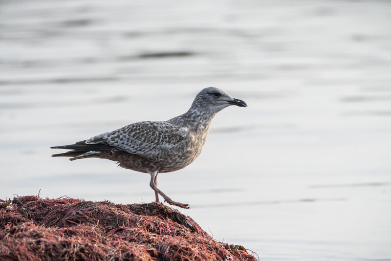 European Herring Gull