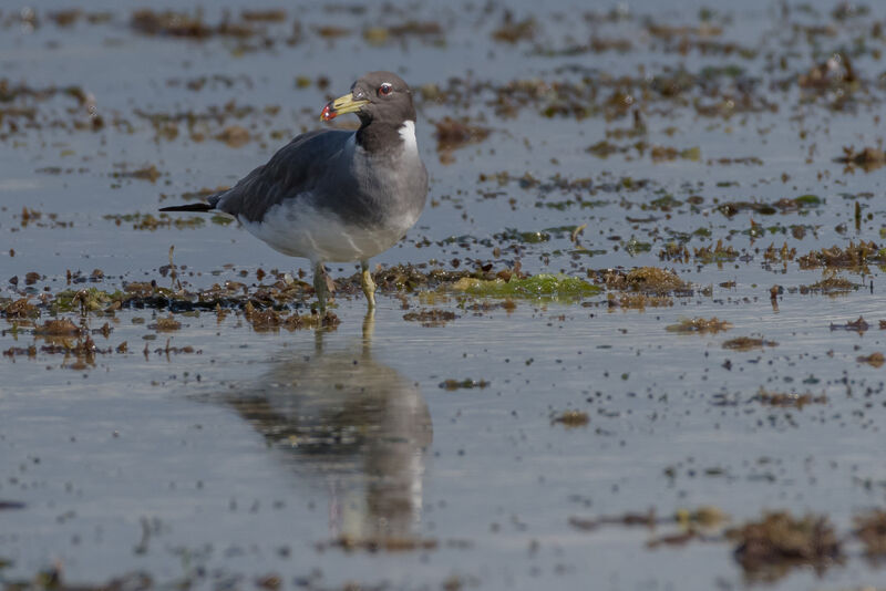 Sooty Gull