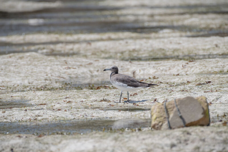 Sooty Gull