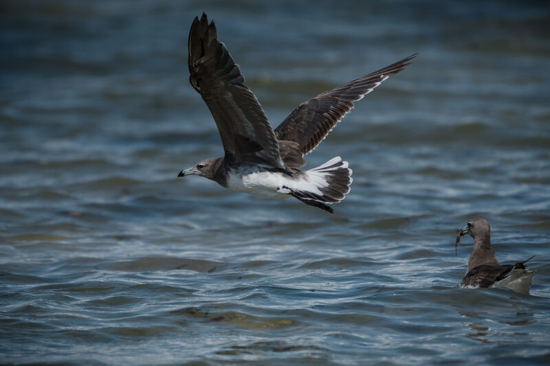 Sooty Gull