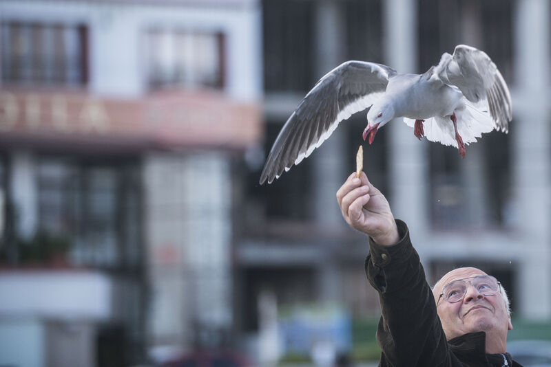 Dolphin Gull