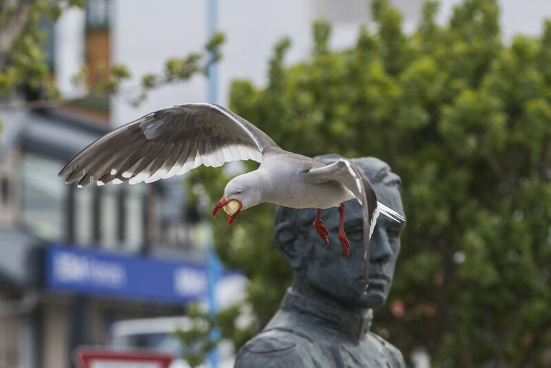 Dolphin Gull