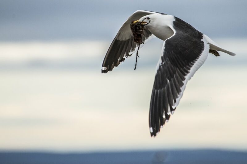 Kelp Gull