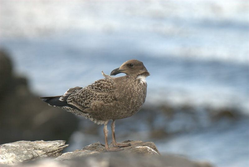 Goéland dominicain