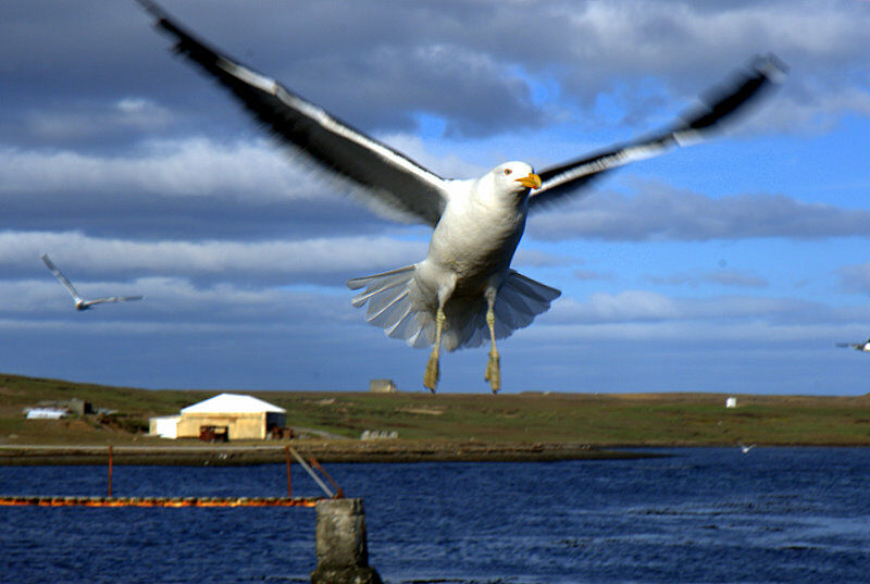 Goéland dominicain