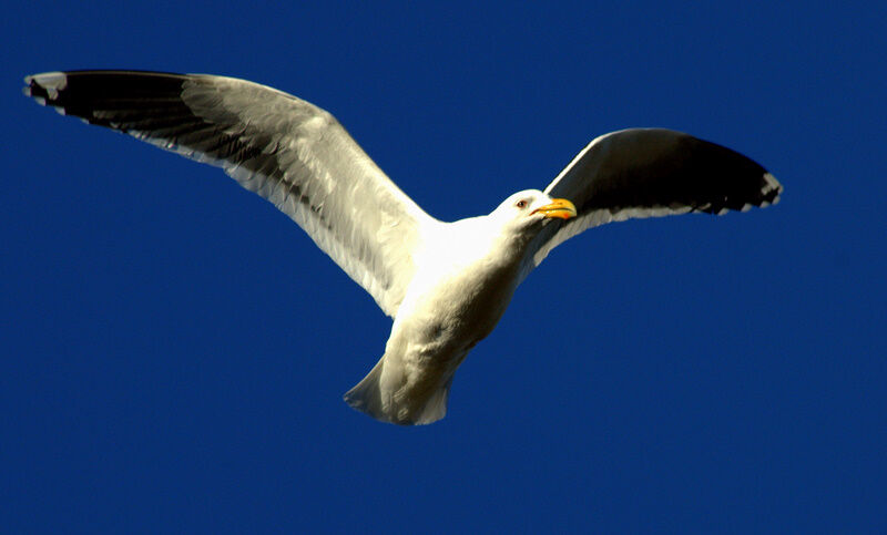 Kelp Gull