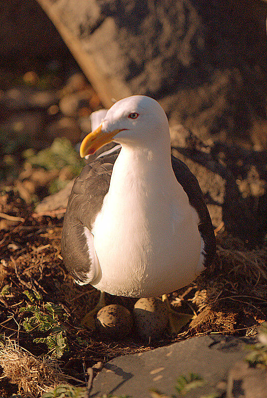 Kelp Gull