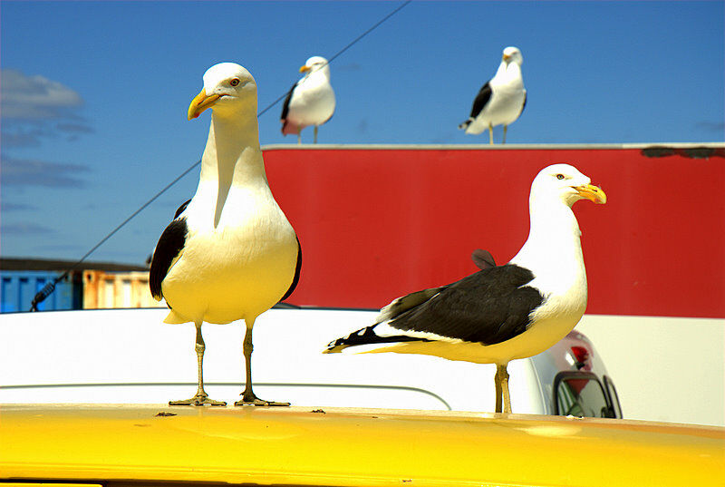 Kelp Gull