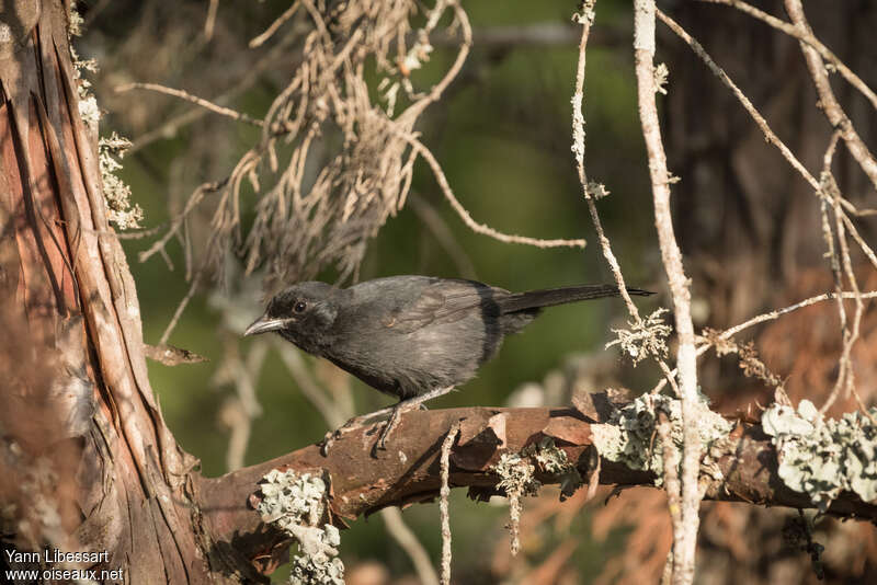 Gonolek ardoisé, habitat