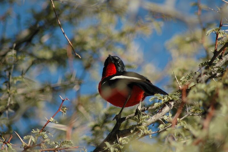 Crimson-breasted Shrike