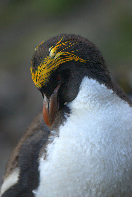 Macaroni Penguin