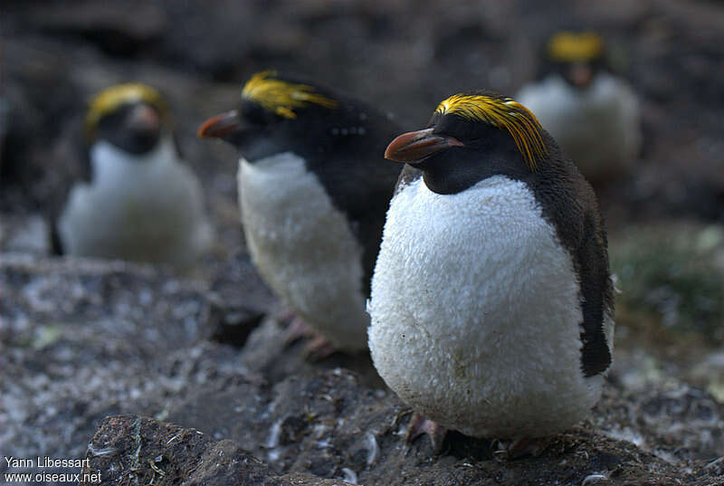 Gorfou doréadulte nuptial, identification