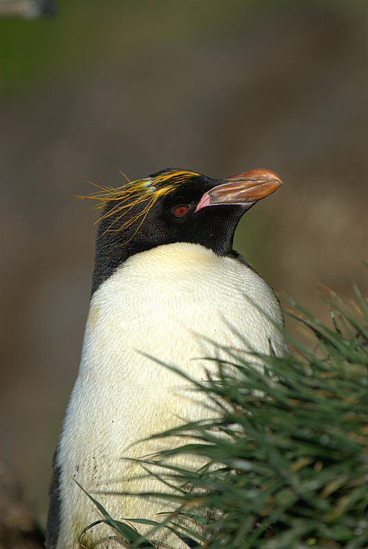 Macaroni Penguin