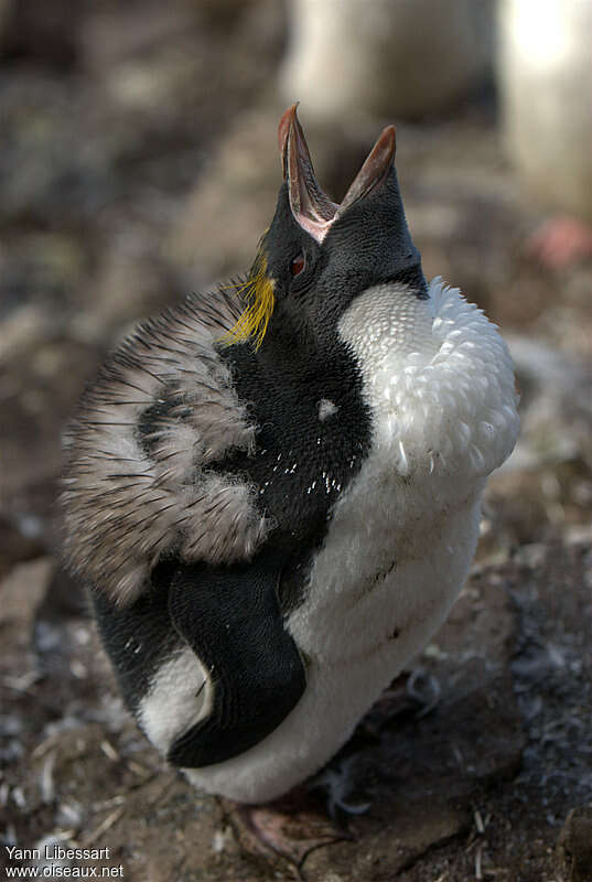 Gorfou doréjuvénile, identification