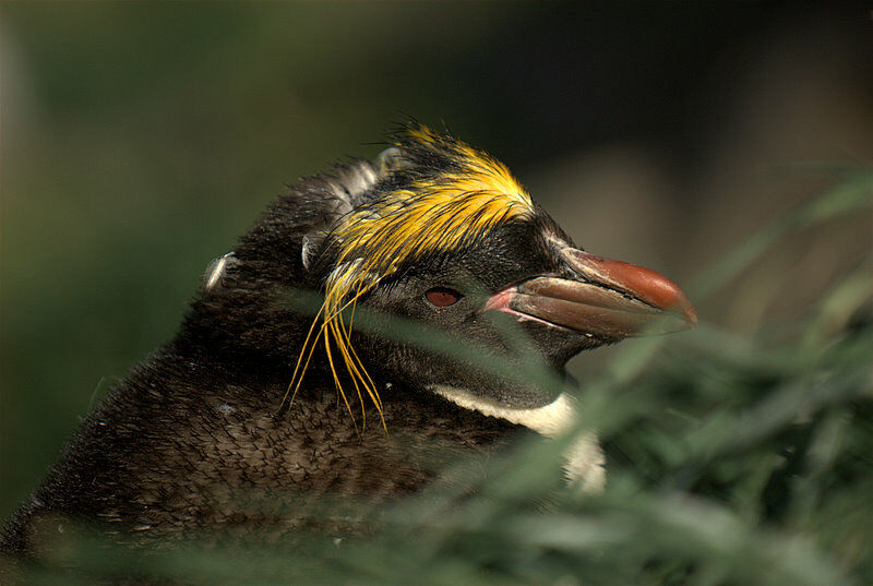 Macaroni Penguin