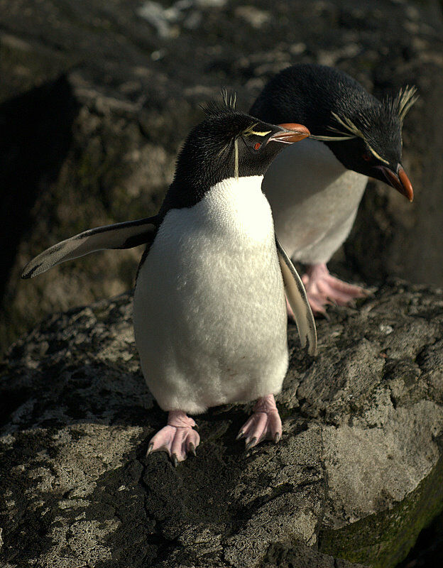 Southern Rockhopper Penguin