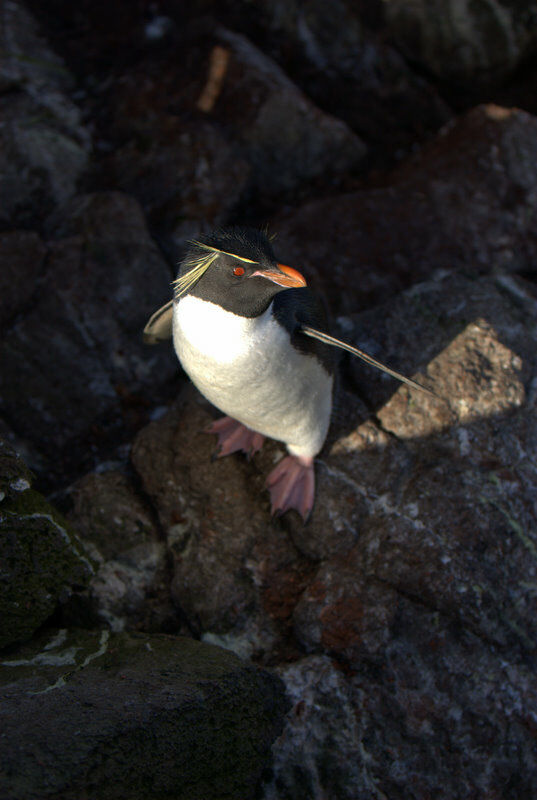 Southern Rockhopper Penguin