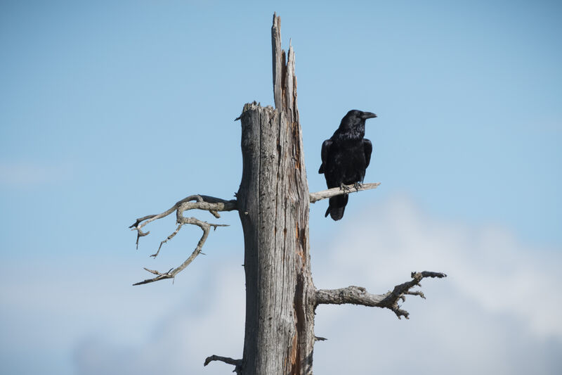 Grand Corbeau