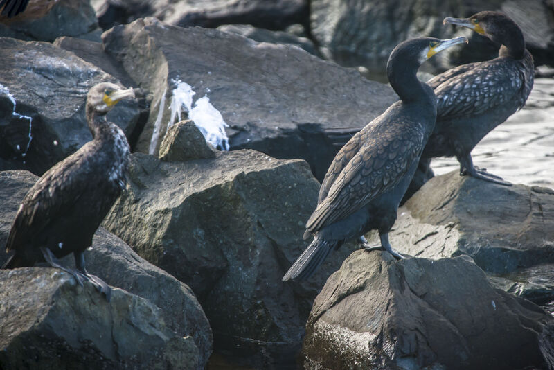 Great Cormorant