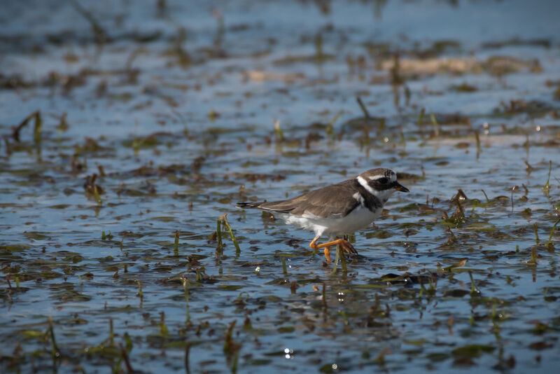 Common Ringed Plover