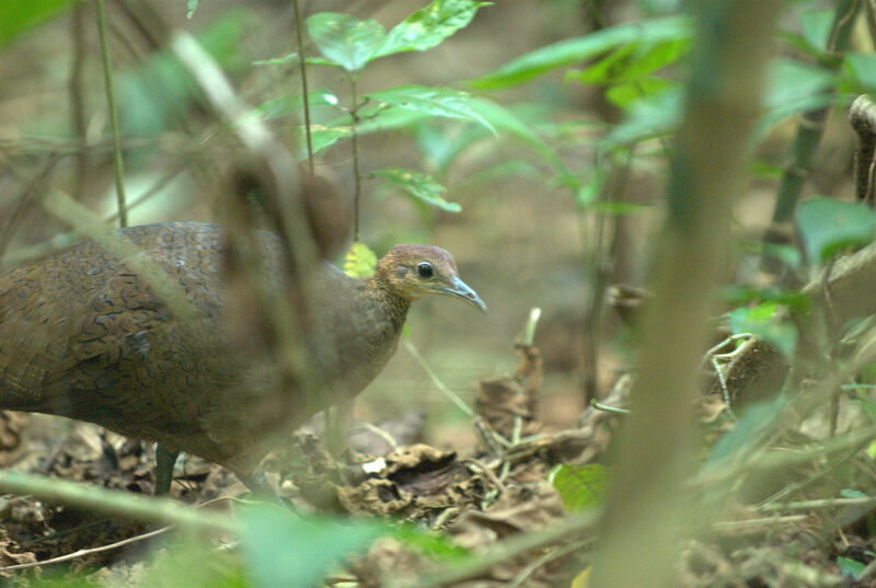 Great Tinamou