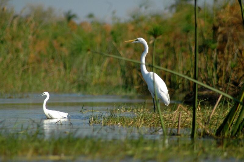 Great Egret