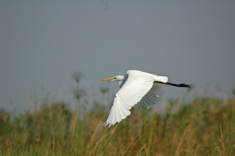 Great Egret