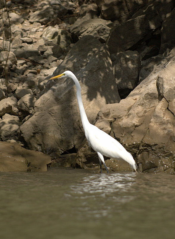 Great Egret