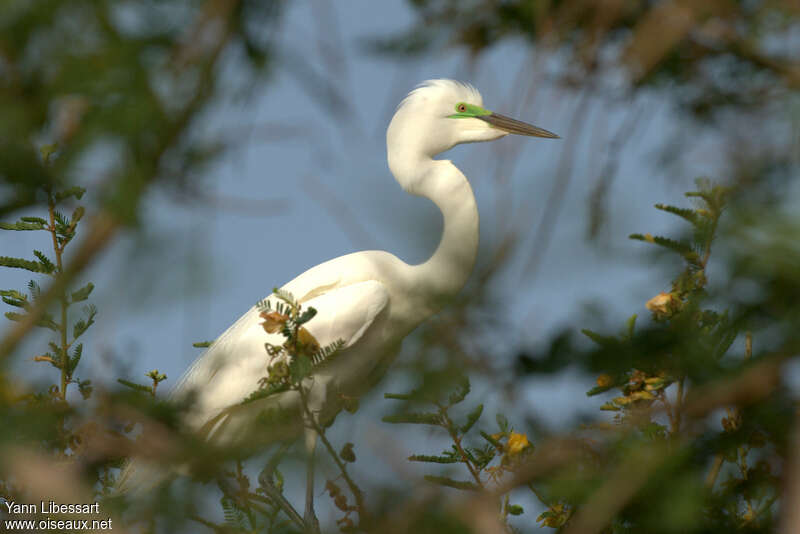 Great Egretadult breeding, identification