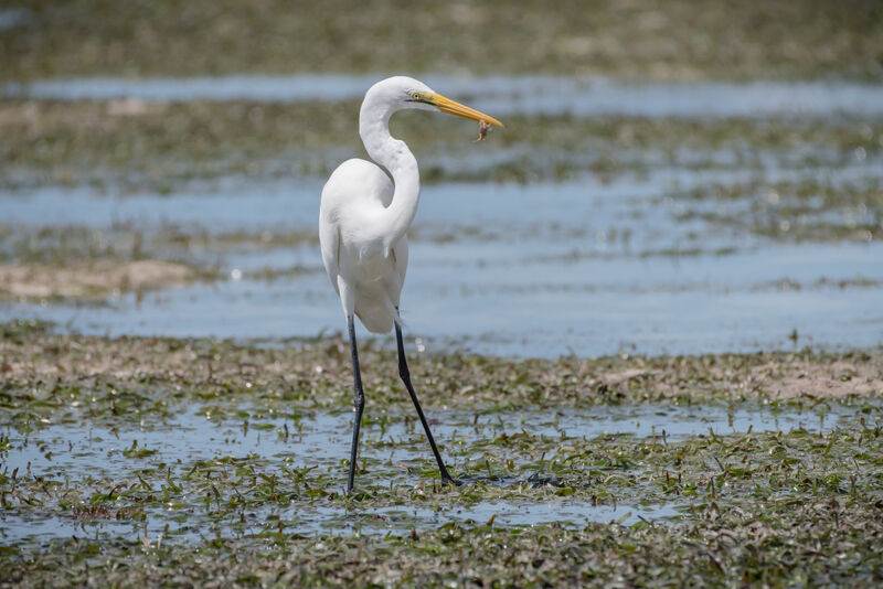 Grande Aigrette