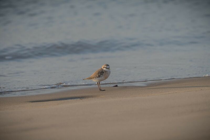 White-fronted Plover