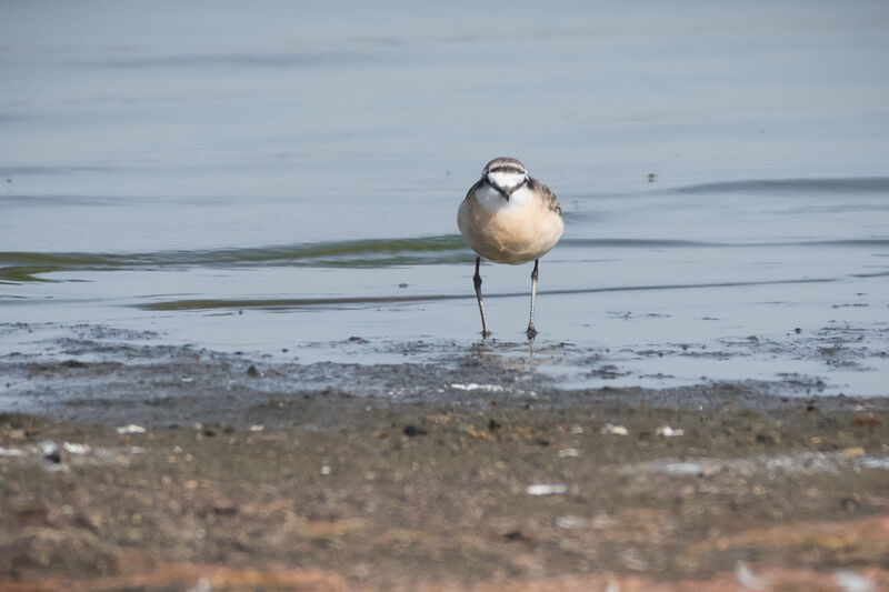 Kittlitz's Plover