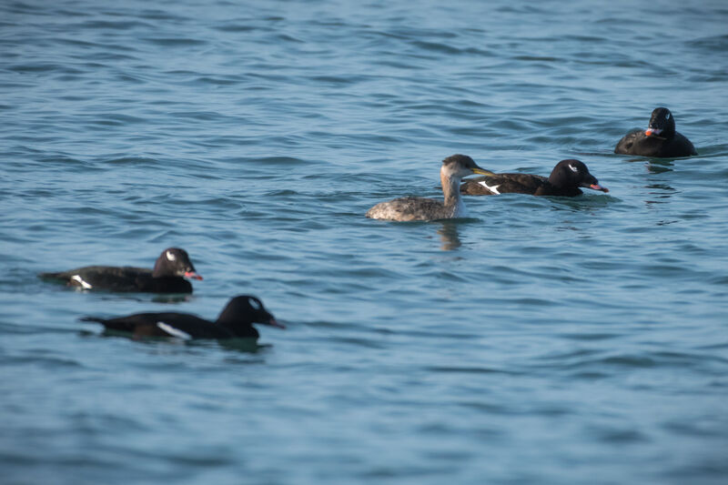 Red-necked Grebe