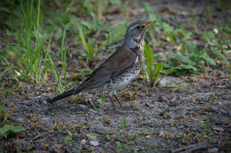 Fieldfare