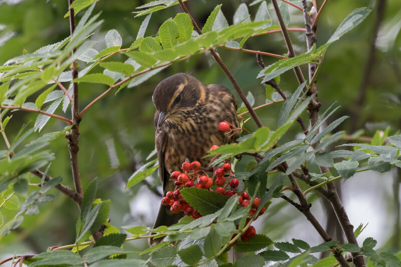 Redwing