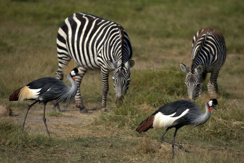 Grey Crowned Crane