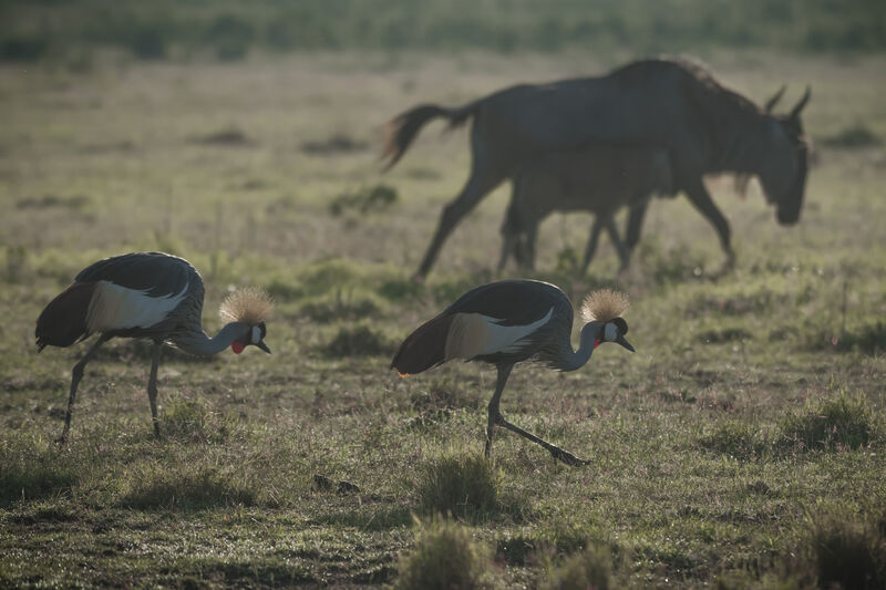 Grey Crowned Crane