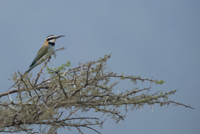 White-throated Bee-eater