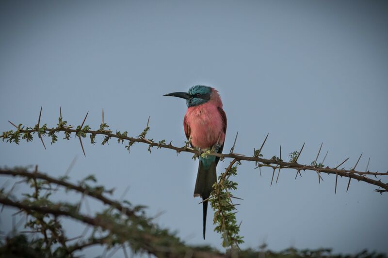 Northern Carmine Bee-eater