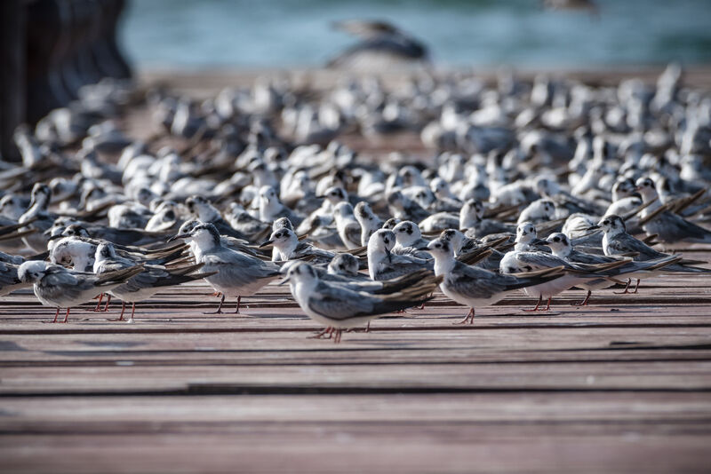 White-winged Tern