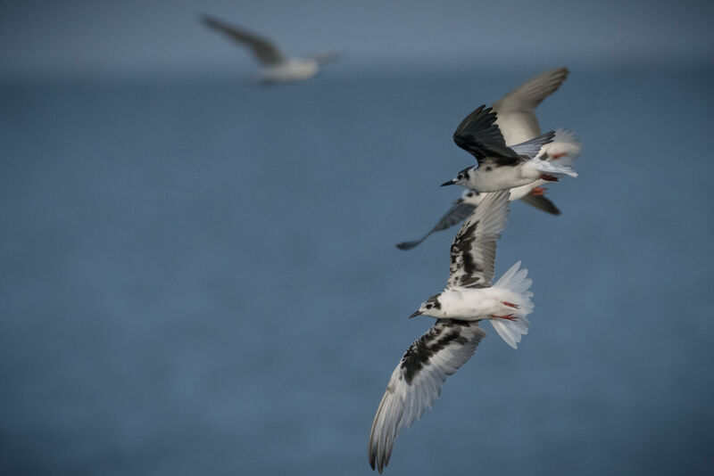 White-winged Tern