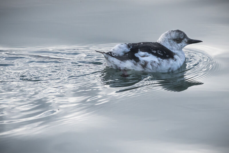 Black Guillemot