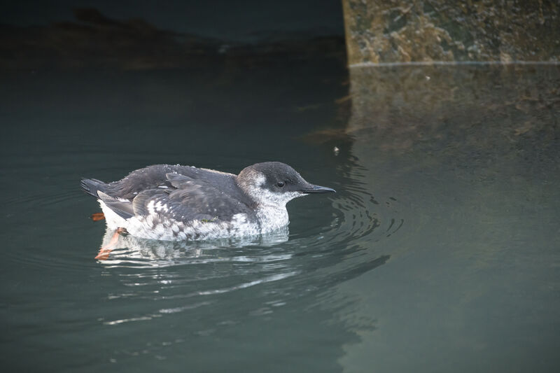 Guillemot à miroir