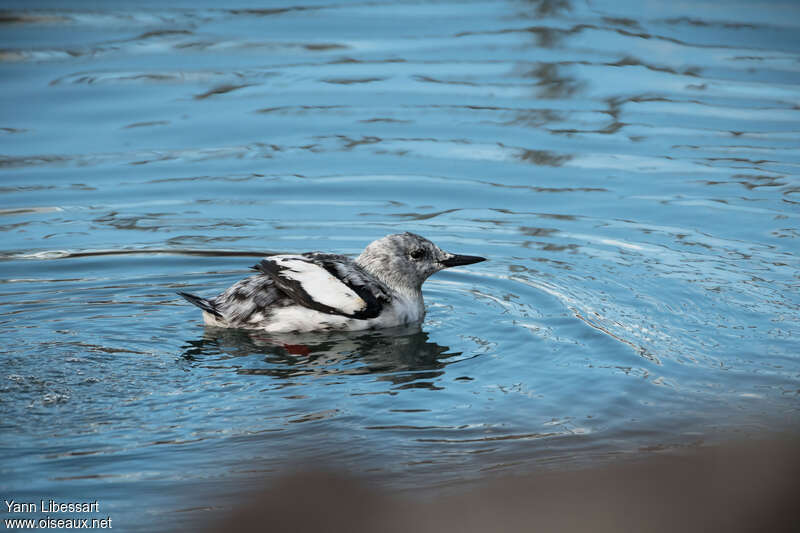 Black Guillemotadult post breeding, identification