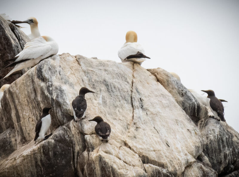 Common Murre