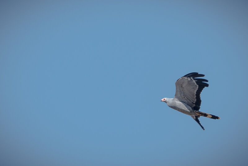 African Harrier-Hawk