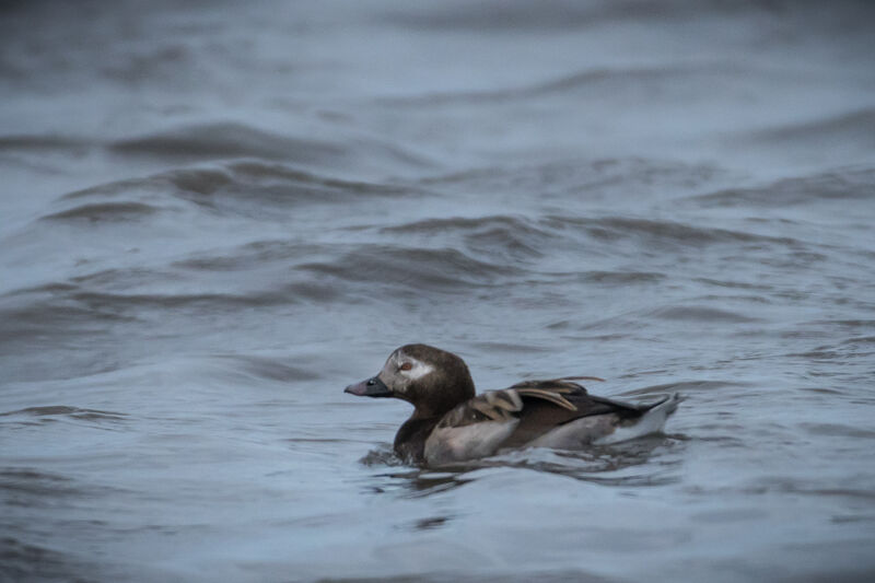 Long-tailed Duck